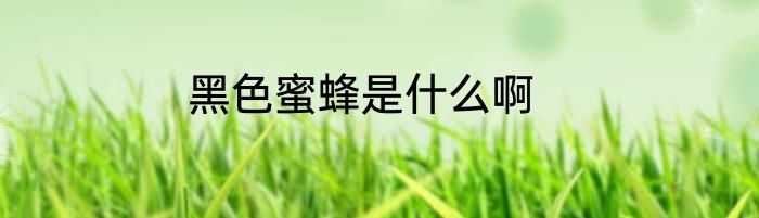黑色蜜蜂是什么啊